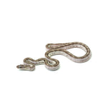 White Sided Black Rat Snake