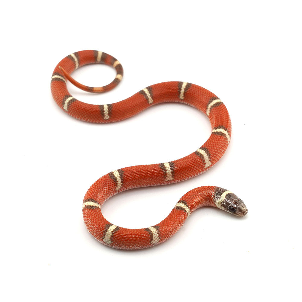 Hypo Erythristic Nelson Milk Snake