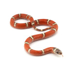 Hypo Erythristic Nelson Milk Snake