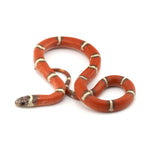 Hypo Erythristic Nelson Milk Snake