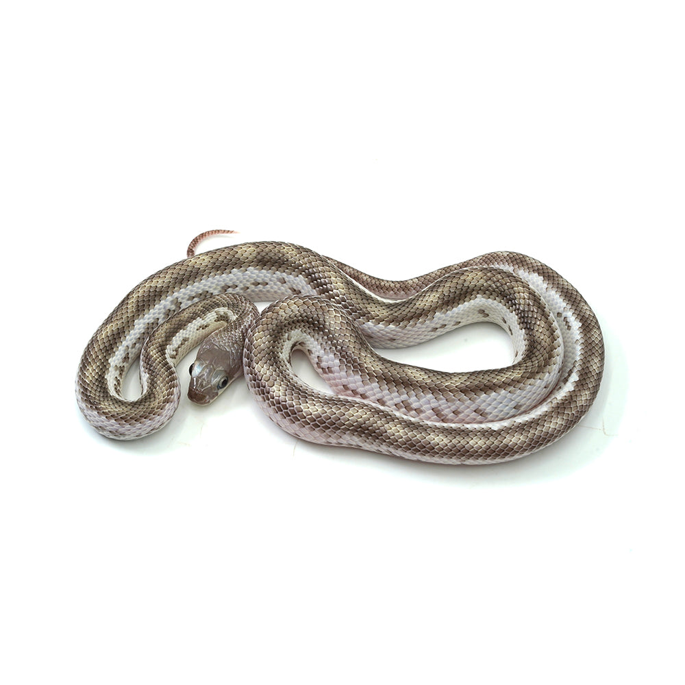 White Sided Black Rat Snake