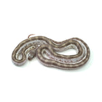 White Sided Black Rat Snake