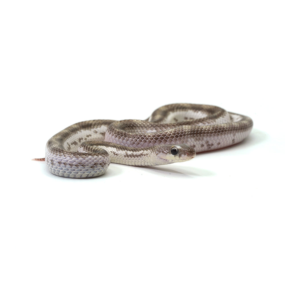 White Sided Black Rat Snake