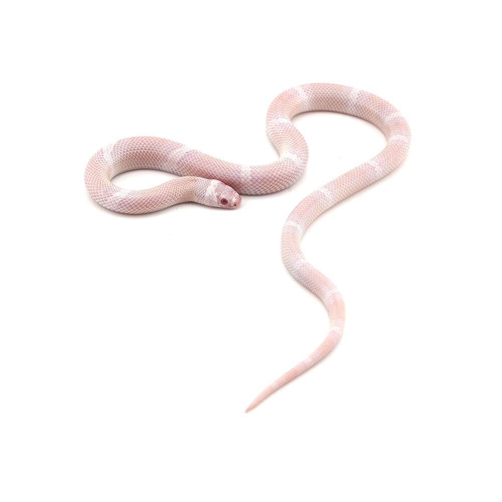 Snow Honduran Milk Snake