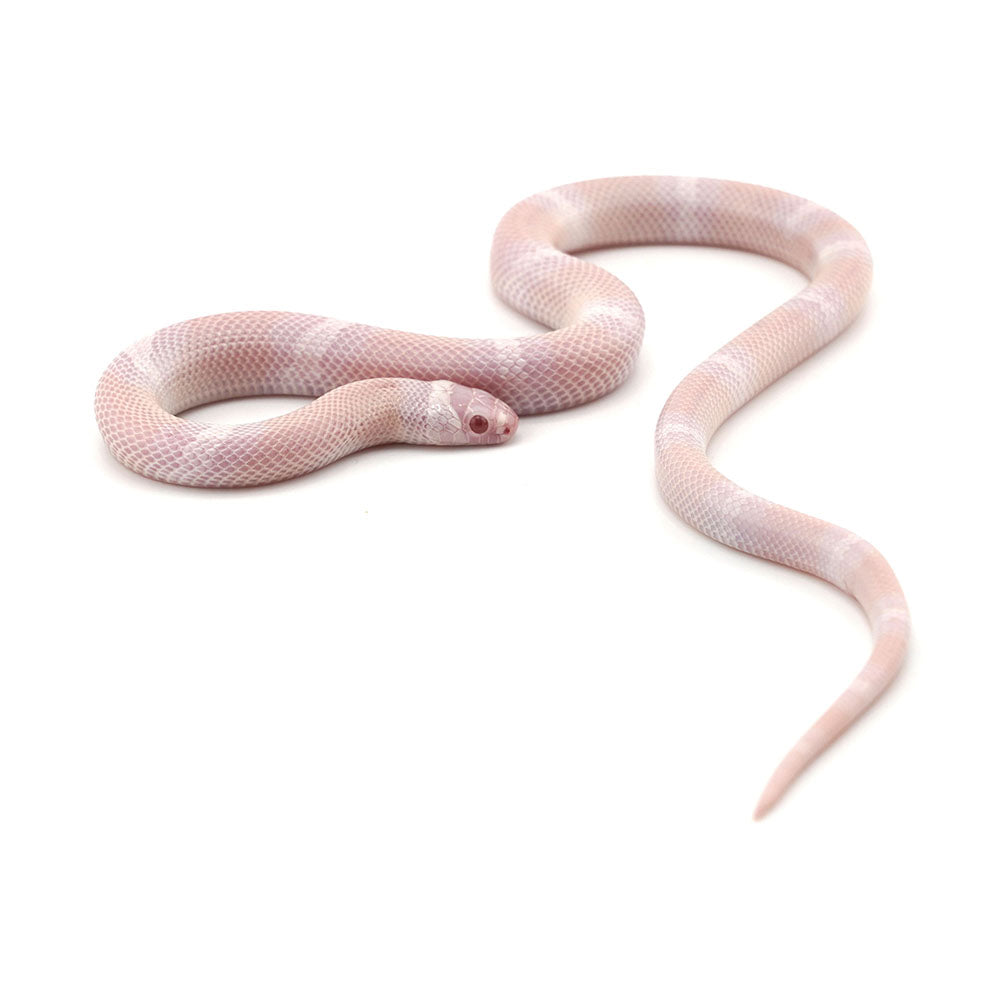 Snow Honduran Milk Snake