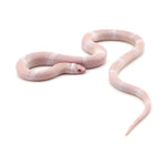 Snow Honduran Milk Snake
