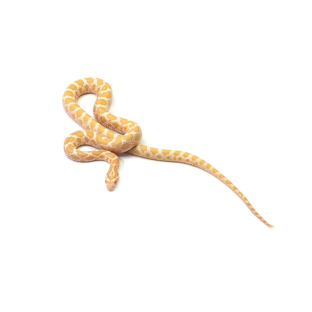 Emory Corn Snake