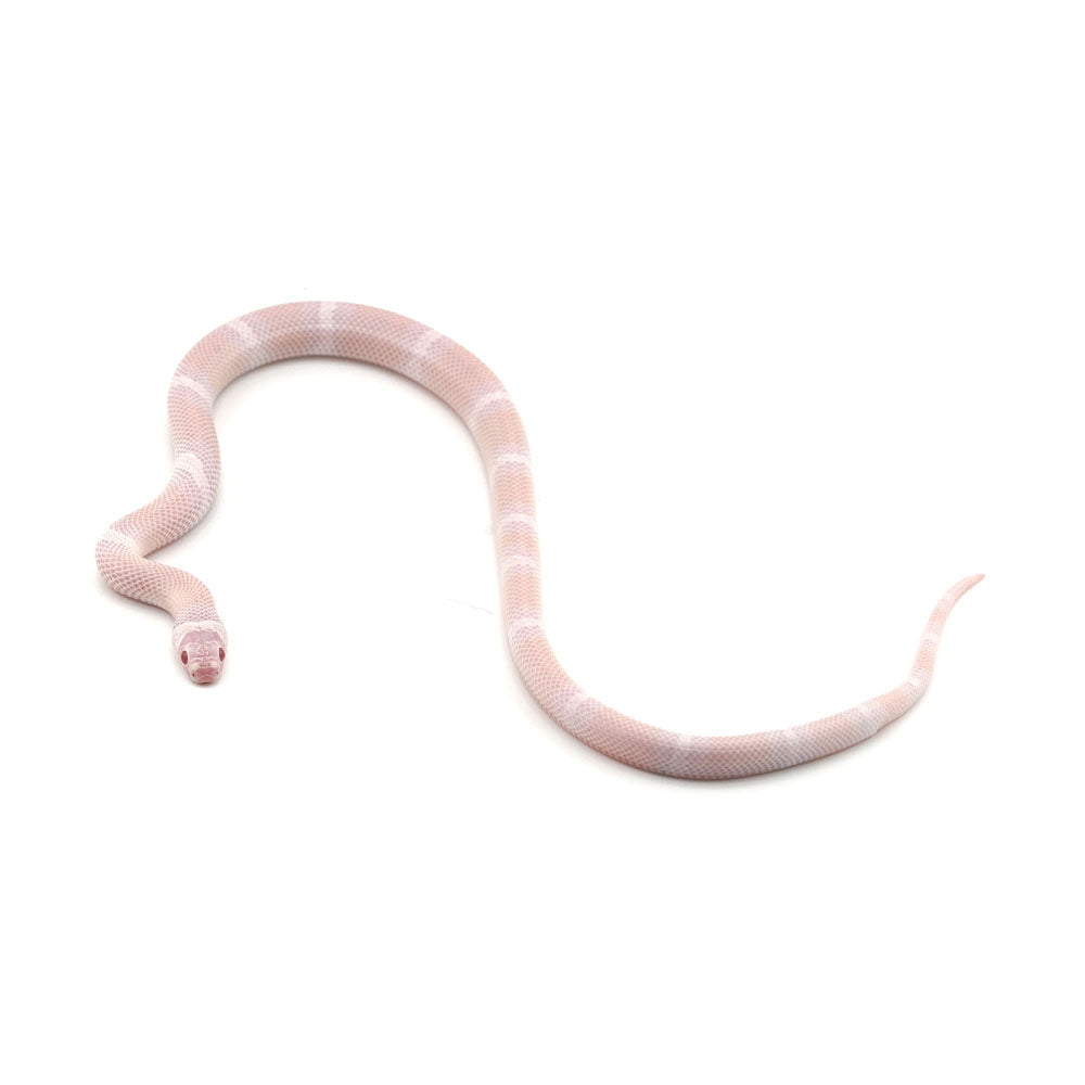 Snow Honduran Milk Snake