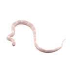 Snow Honduran Milk Snake