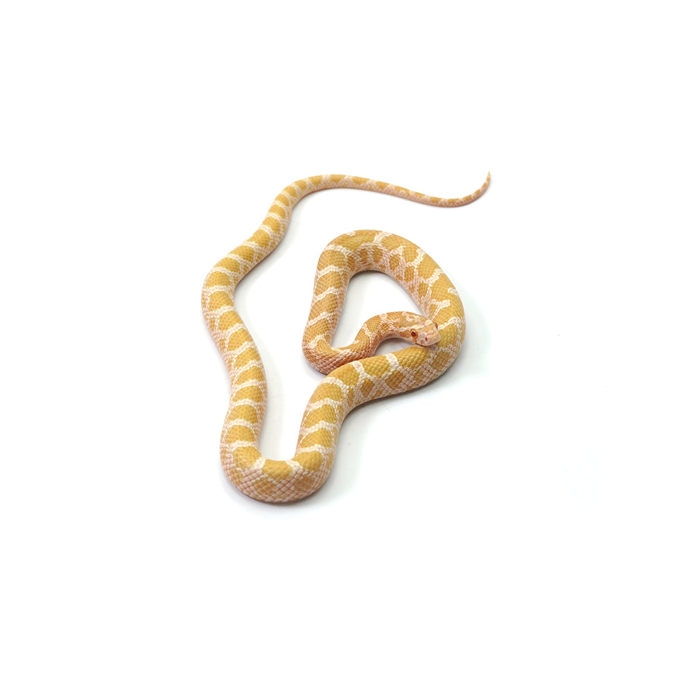 Emory Corn Snake
