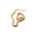Emory Corn Snake
