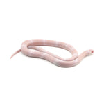 Snow Honduran Milk Snake