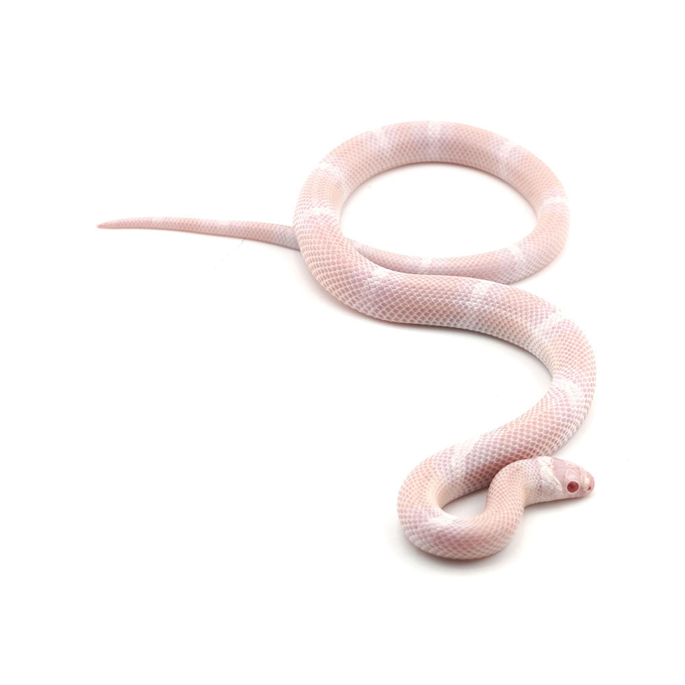 Snow Honduran Milk Snake