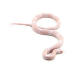 Snow Honduran Milk Snake