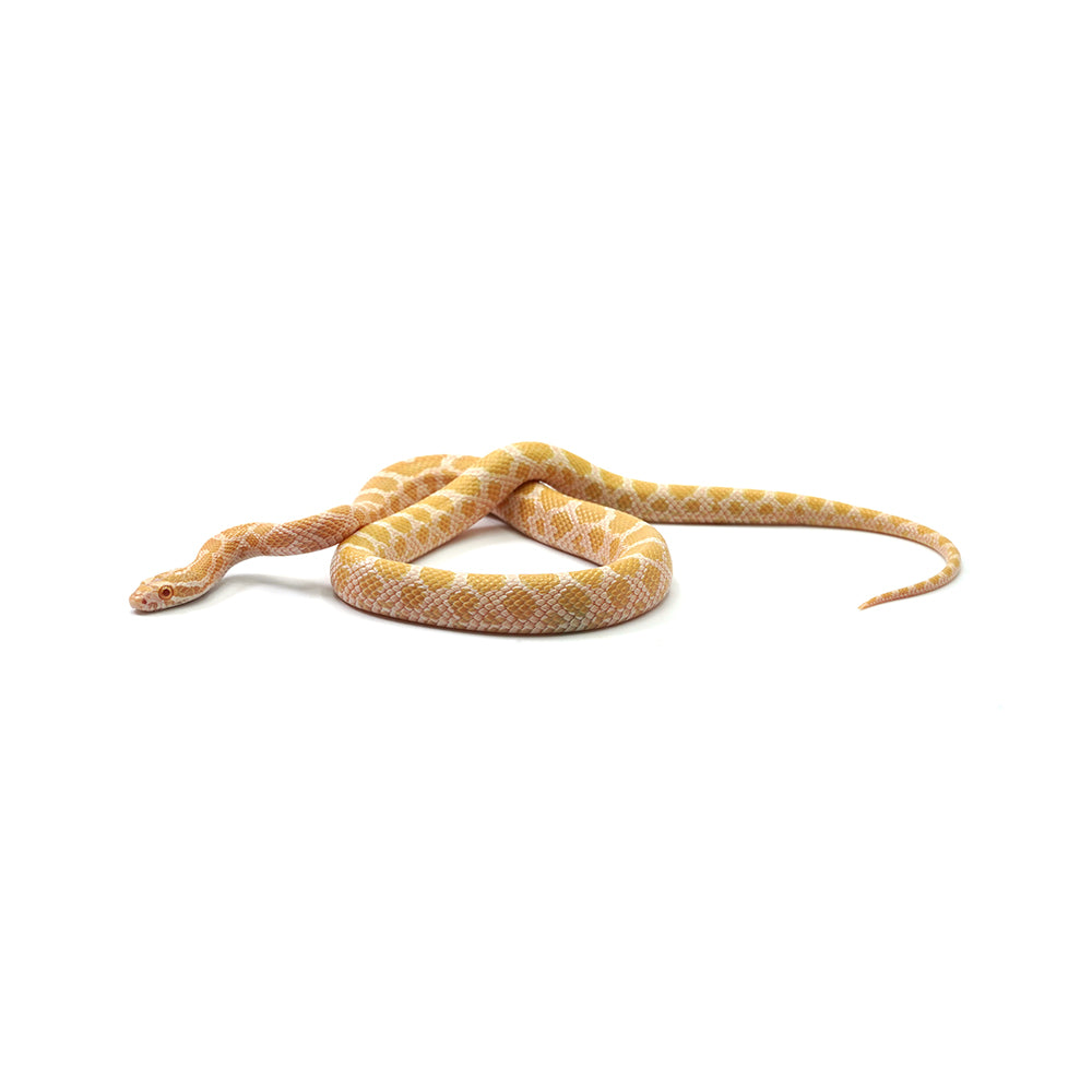 Emory Corn Snake