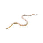 Hypo Coral Ice Sunkissed ph Caramel