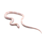 Snow Honduran Milk Snake