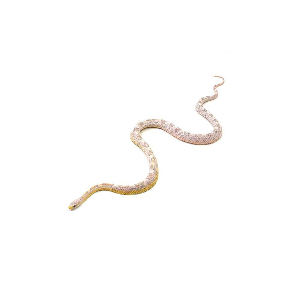 Hypo Coral Ice Sunkissed ph Caramel