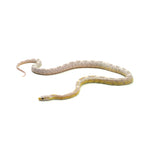 Hypo Coral Ice Sunkissed ph Caramel