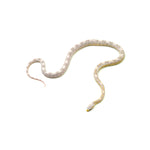 Hypo Coral Ice Sunkissed ph Caramel