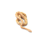 Emory Corn Snake