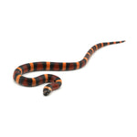 Apricot Pueblan Milk Snake