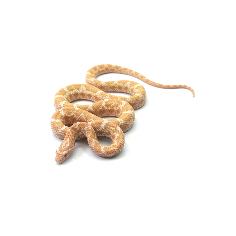 Emory Corn Snake