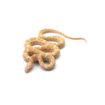 Emory Corn Snake