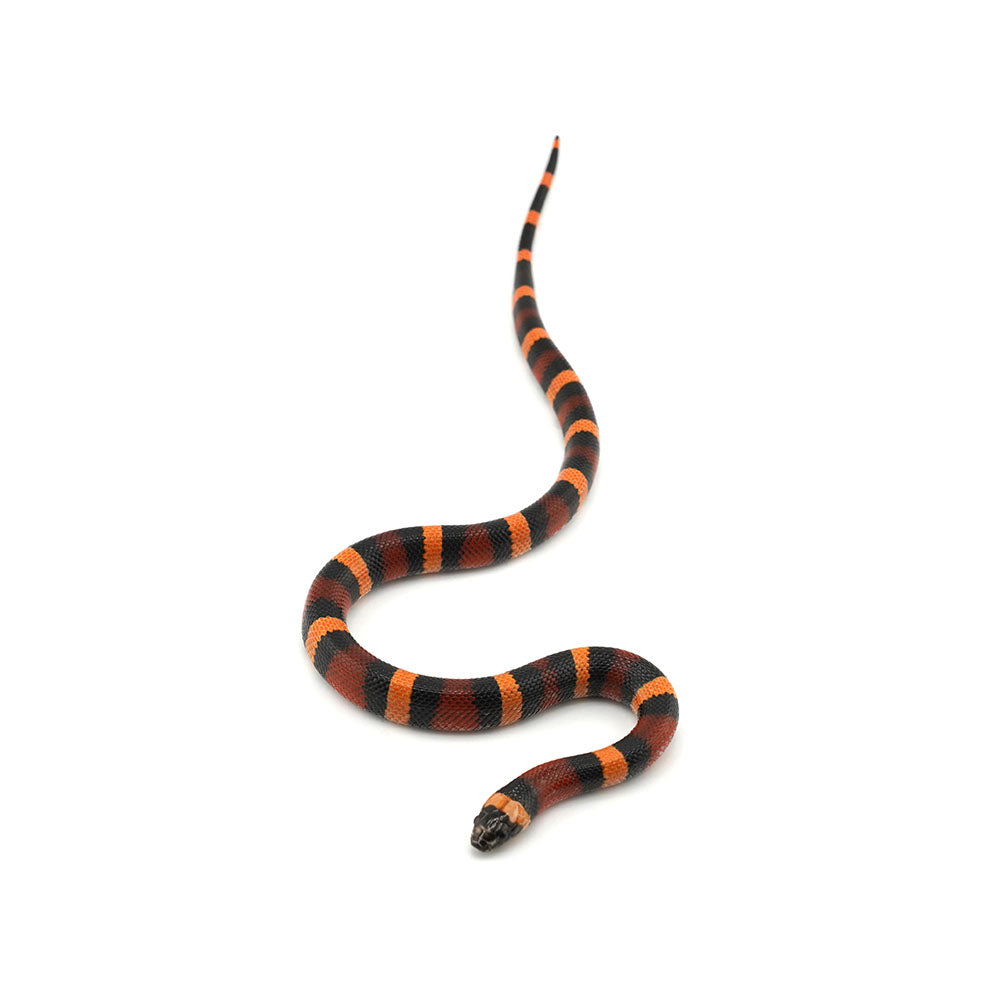 Apricot Pueblan Milk Snake