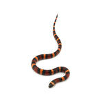 Apricot Pueblan Milk Snake