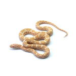 Emory Corn Snake
