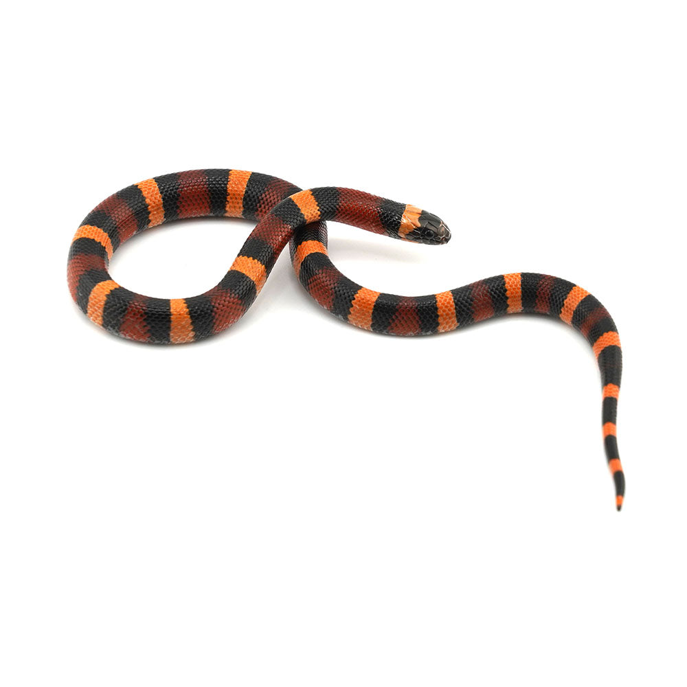 Apricot Pueblan Milk Snake