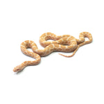 Emory Corn Snake