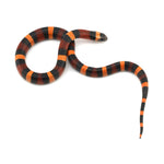Apricot Pueblan Milk Snake