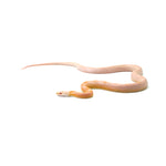 Coral Snow Sunkissed Motley ph Lava ph Blood Caramel