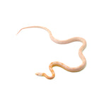 Coral Snow Sunkissed Motley ph Lava ph Blood Caramel