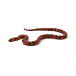 Tangerine Honduran Milk Snake