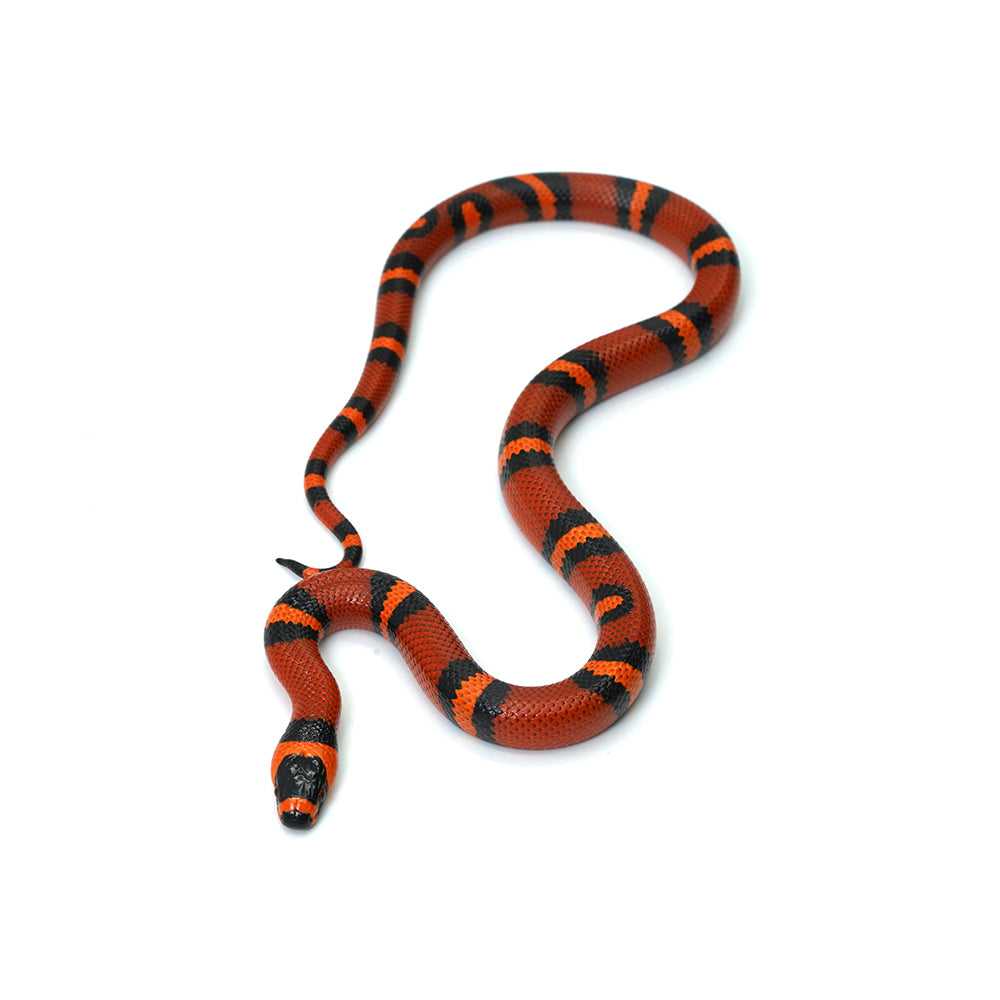 Tangerine Honduran Milk Snake