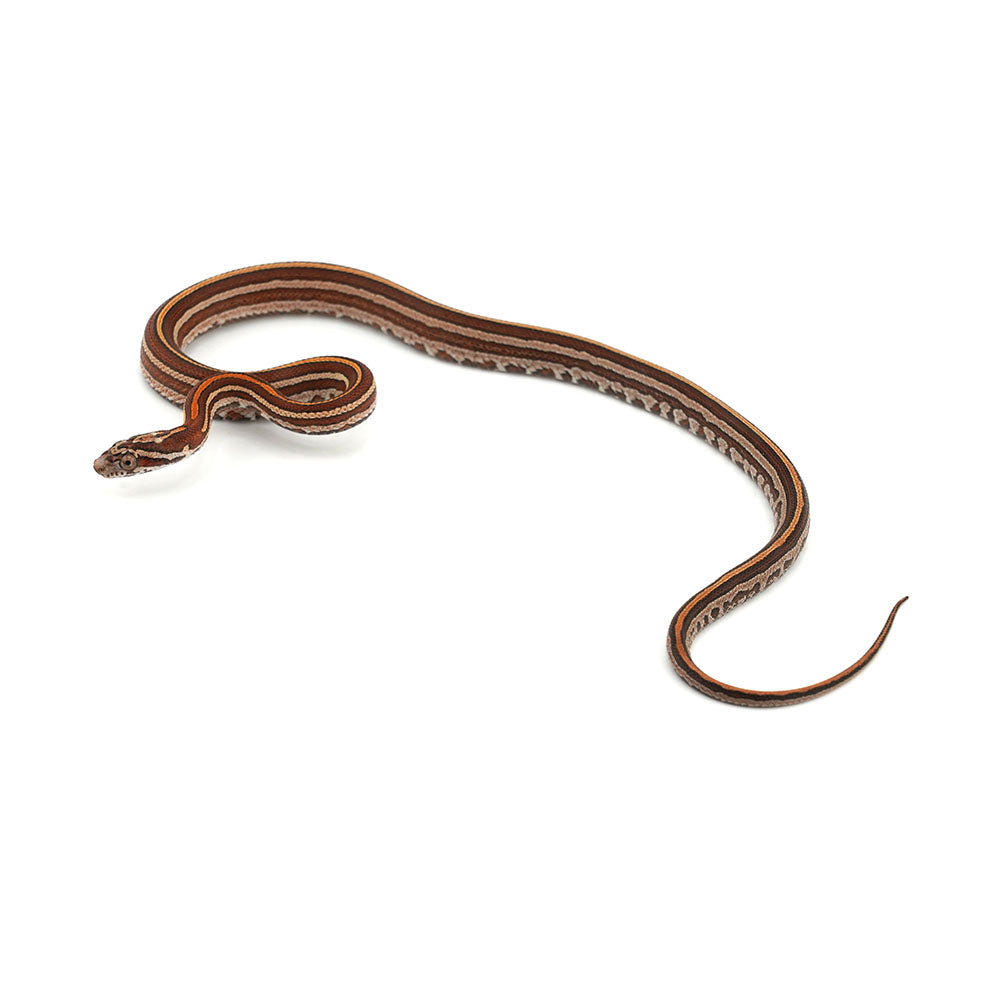 Microscale Tessera Het Anery Pos Het Albino Corn Snake