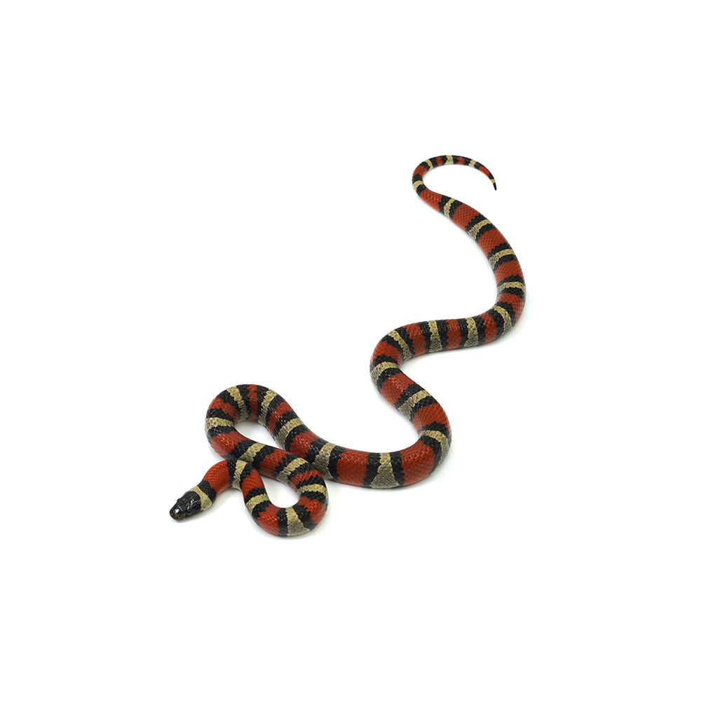 Ruthven's King Snake