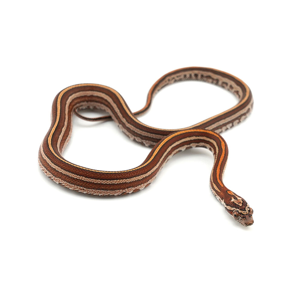 Microscale Tessera Het Anery Pos Het Albino Corn Snake