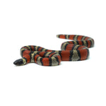 Ruthven's King Snake