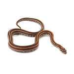 Microscale Tessera Het Anery Pos Het Albino Corn Snake
