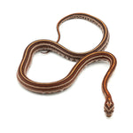 Microscale Tessera Het Anery Pos Het Albino Corn Snake