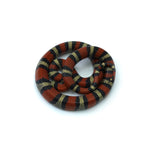 Ruthven's King Snake