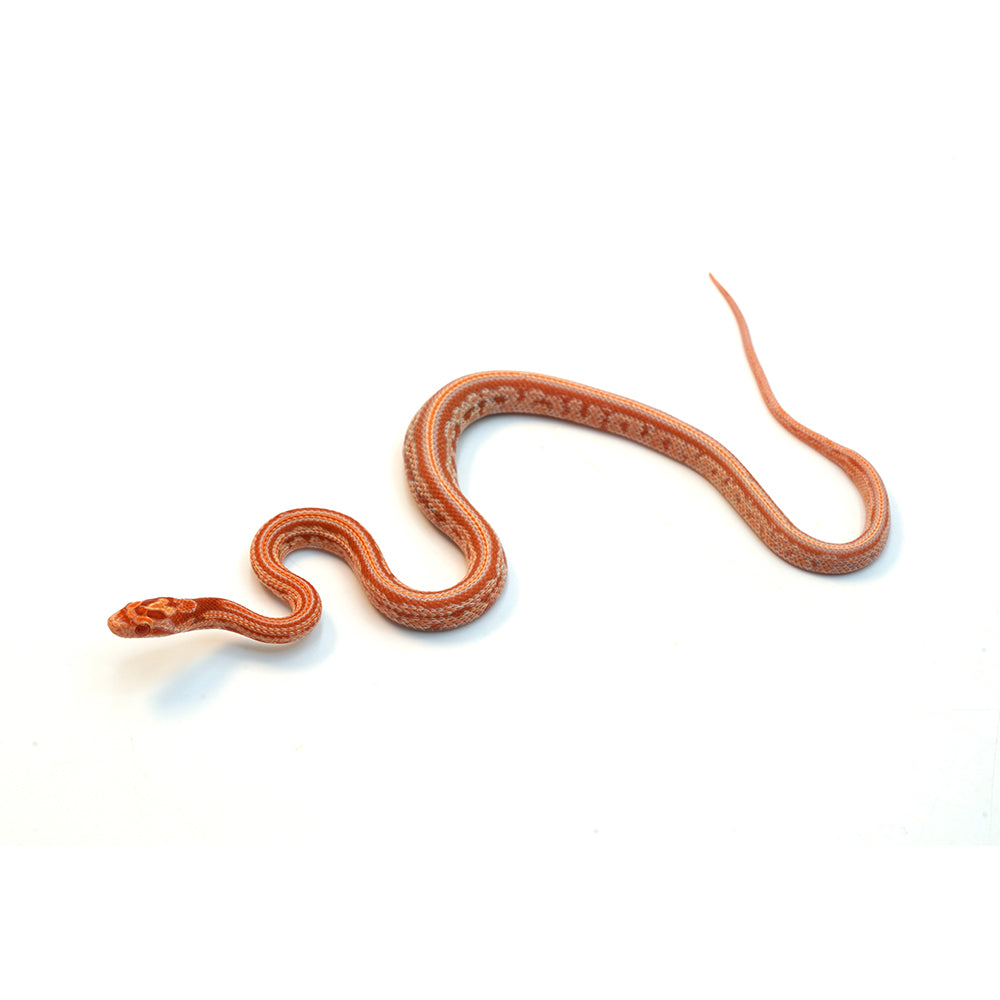 Amel Sunrise Tessera Corn Snake