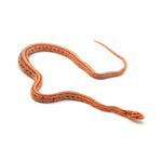 Amel Sunrise Tessera Corn Snake