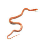 Amel Sunrise Tessera Corn Snake