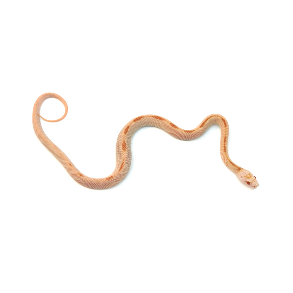 Saffron Striped Corn Snake