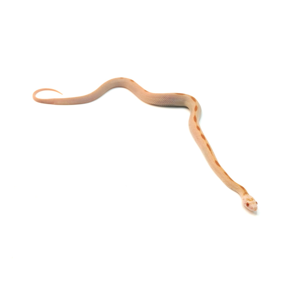 Saffron Striped Corn Snake